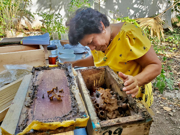 Mayan Melipona Bee Conservation - Yucatan's Sacred Bees