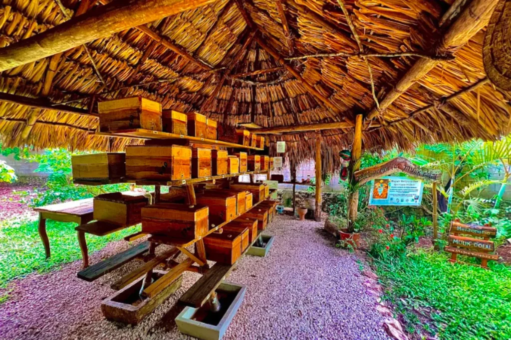 Preserve Mayan Bees & Culture - Melipona Bee Sanctuary Project