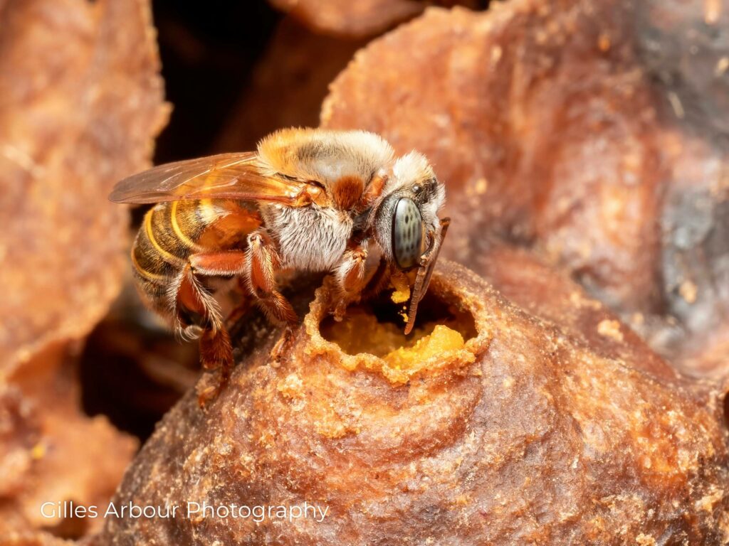 Bee Filling her Pollen Pot