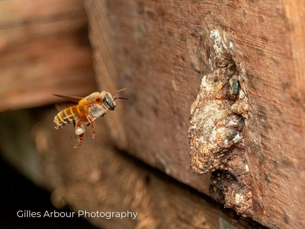 Bee Carrying Rich Pollen to Hive Entrance