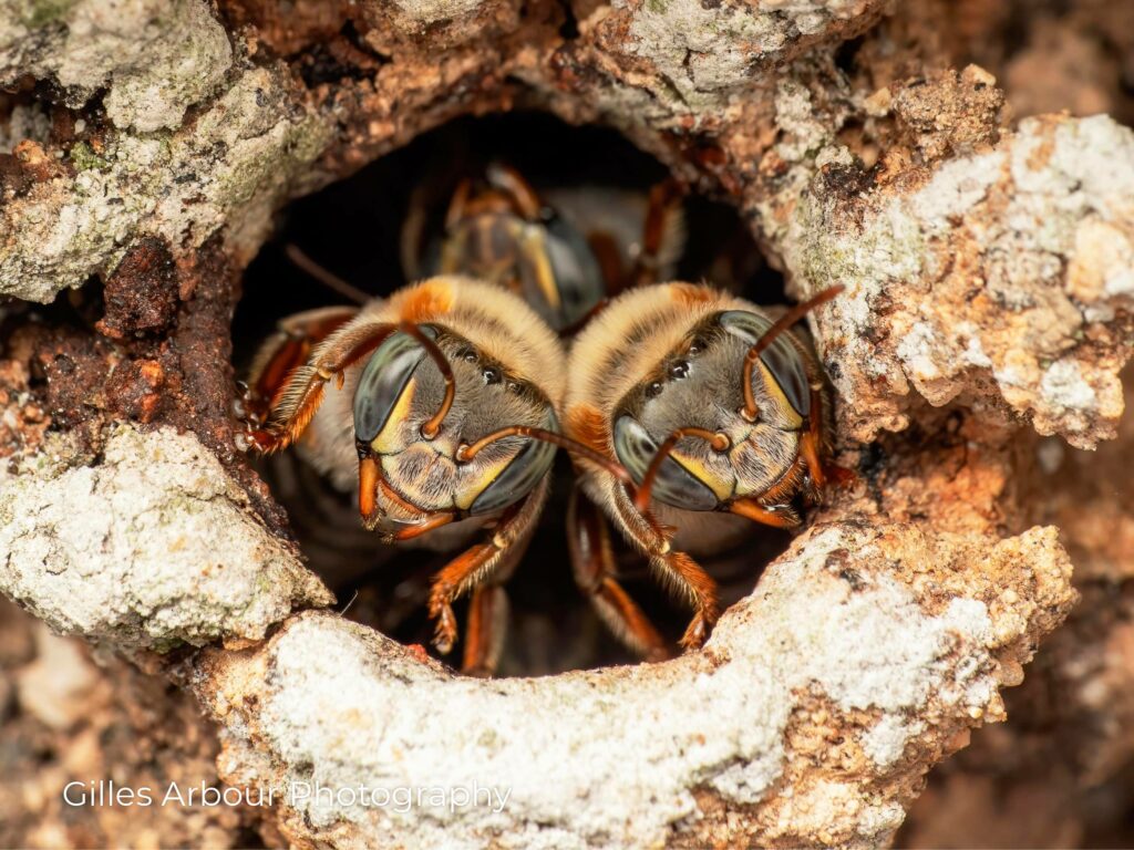 Entrance Guardians: Bees Vigilantly Standing Watch
