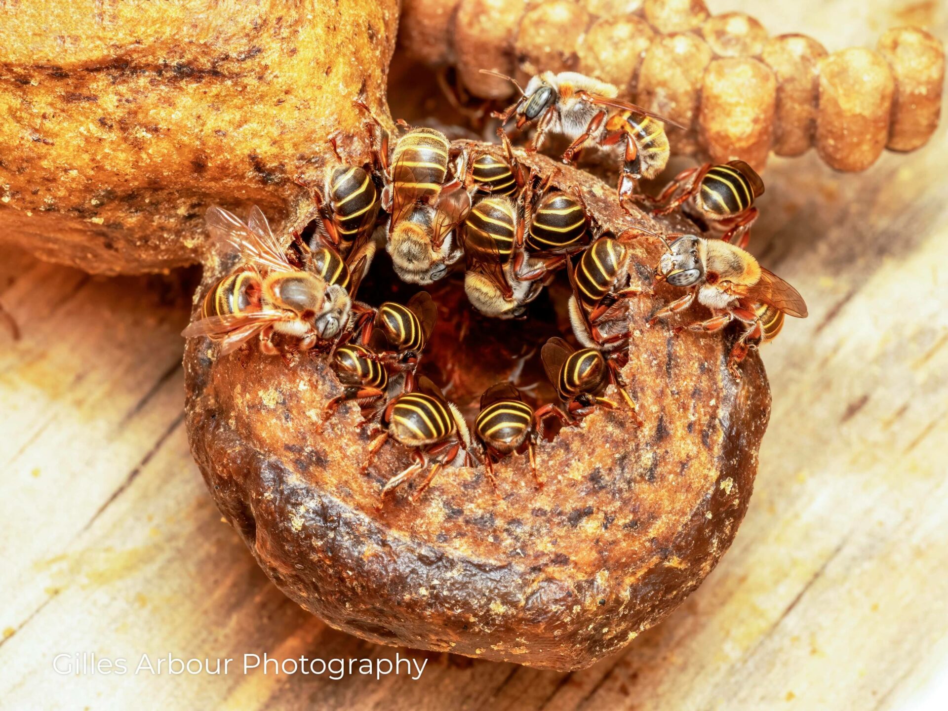 Bees Gather, Hungry, at the Honey Pot