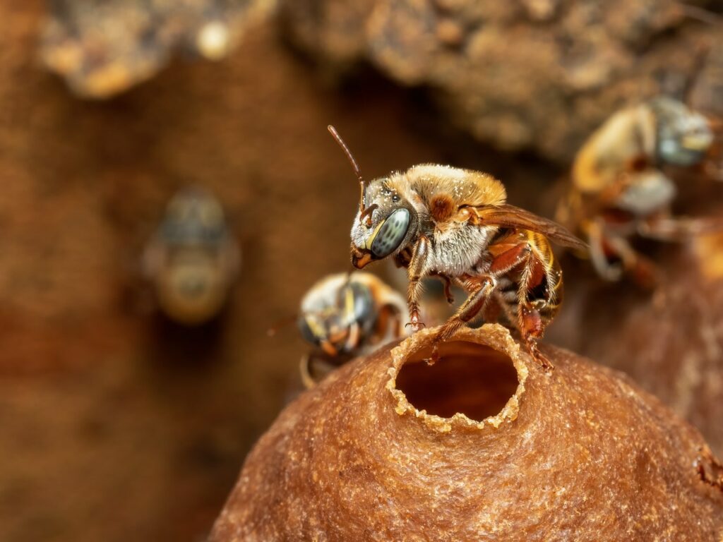 Mesmerizing Blue Eyes of Melipona Becheii as they Guard their Honey Pot!