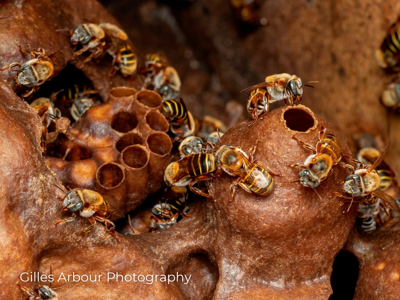 Left: Open brood cells and Right: Honey Pot