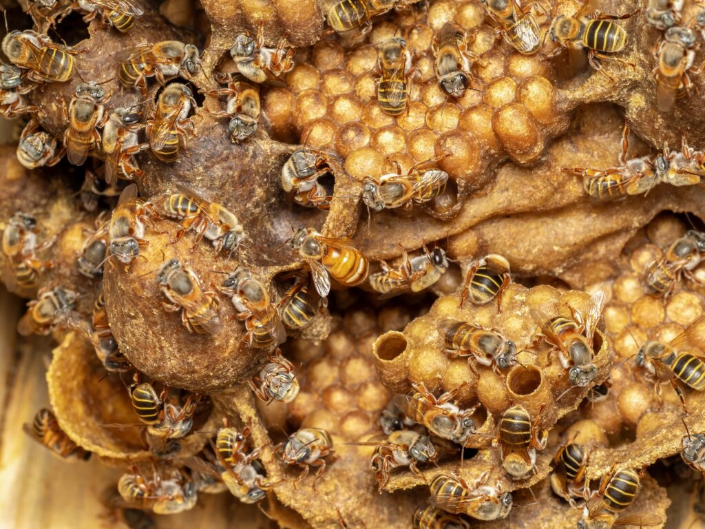 Behold the Queen Bee exploring her Brood Nest.