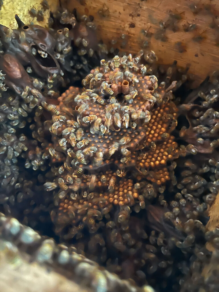 Brood-nest-