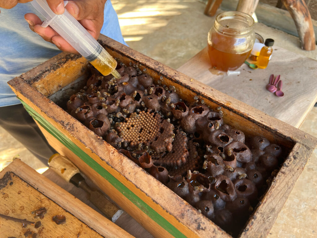 Honey-harvest-