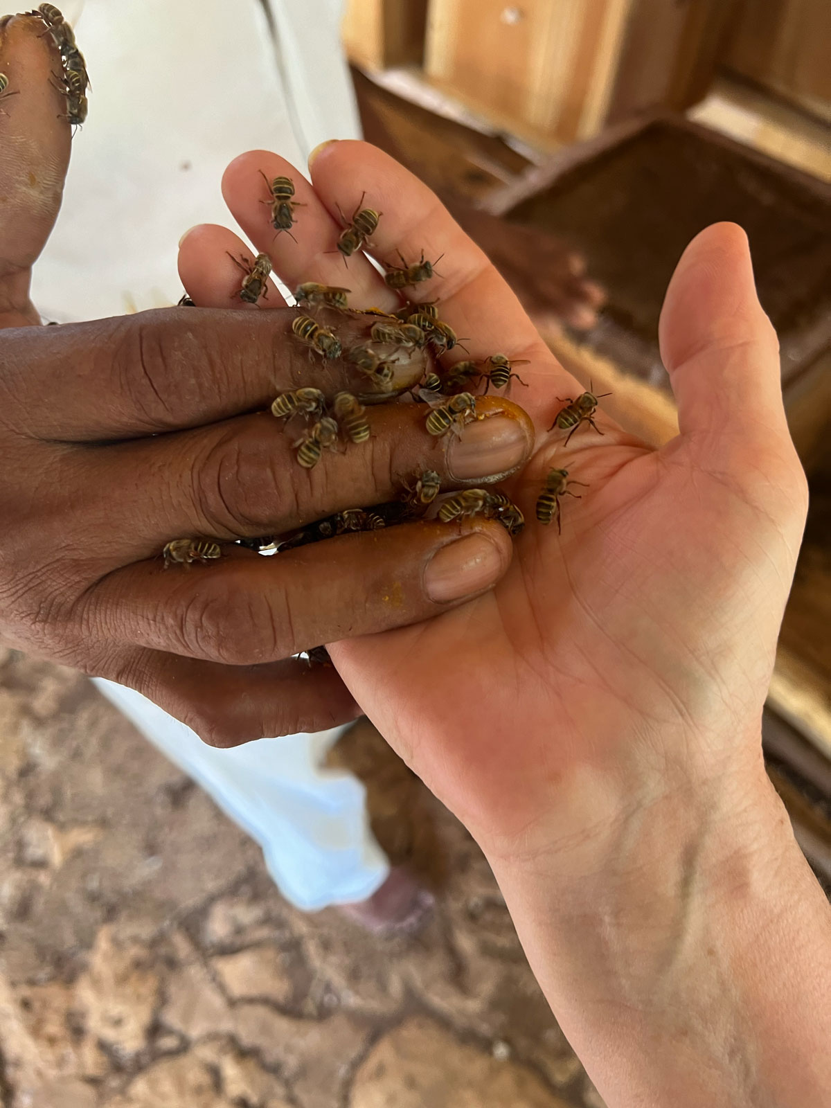 Mano-a-Mano-Bees-in-HAND