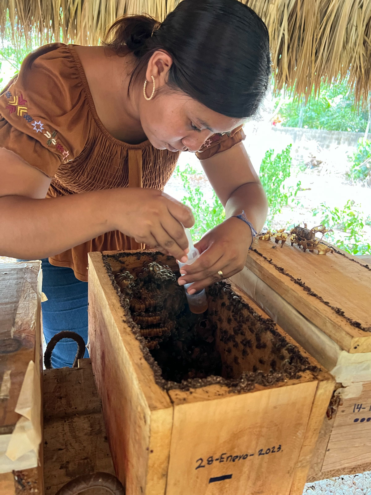 Maritza-harvests-honey-