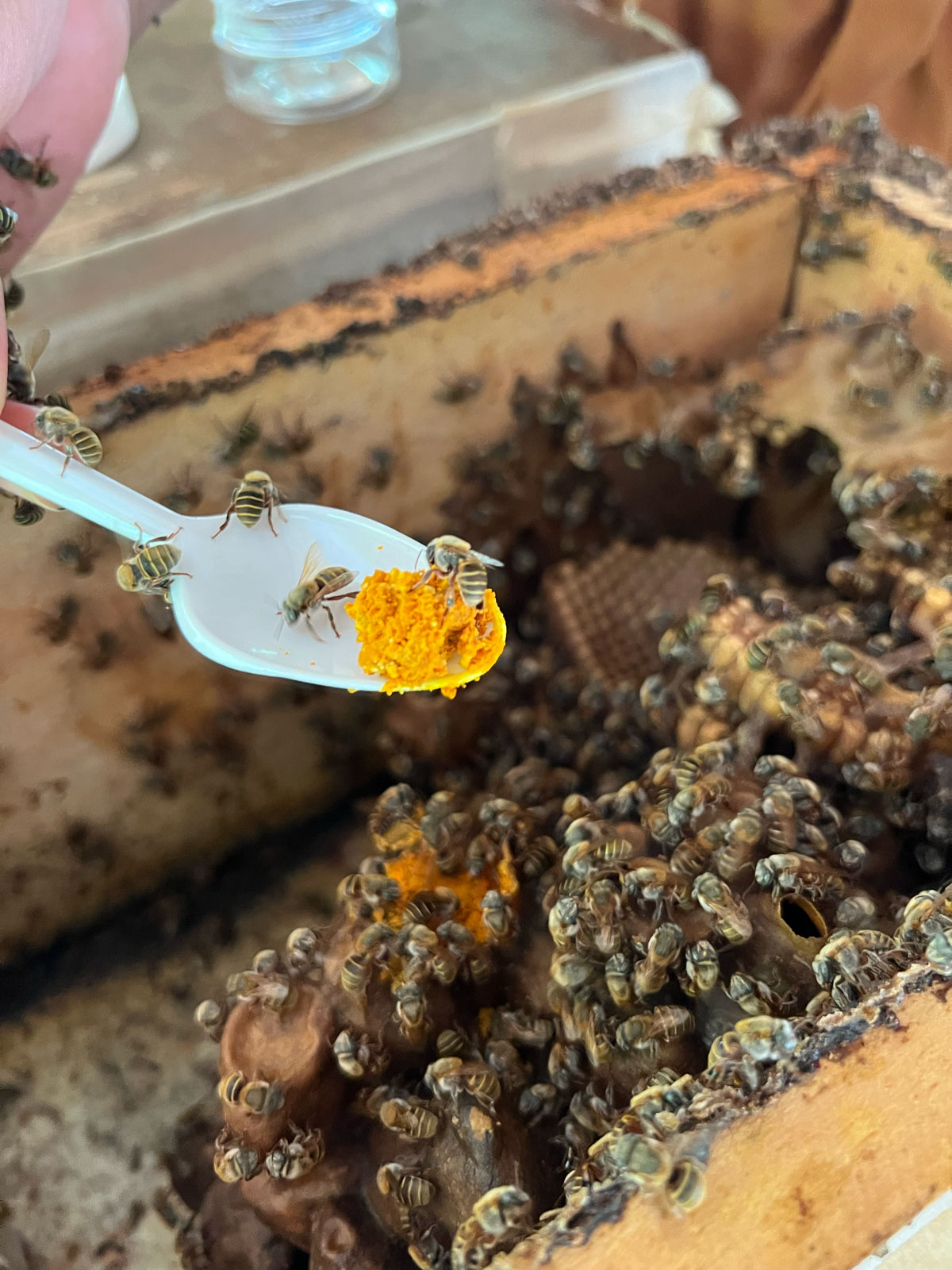 Pollen--on-spoon-