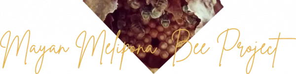 Mayan Melipona Bee Project